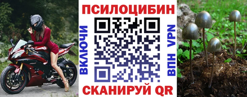 Купить закладки  Грайворон  Псилоцибиновые грибы GOLDEN TEACHER 